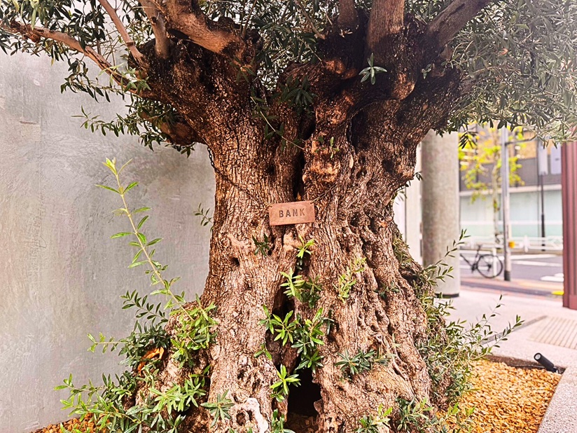 Bakery bankのシンボルのオリーブの木の画像